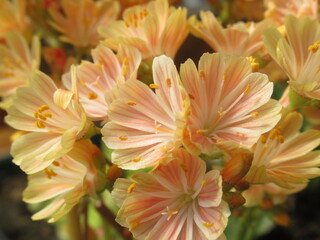 Zbliżenie na herbaciane kwiaty rośliny z gatunku lewisia © Kumulugma
