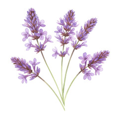 Obraz premium Watercolor lavender sprigs delicate purple blooms and green stems isolated on white background