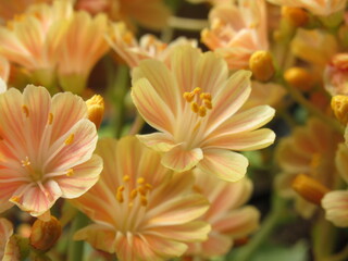 Zbliżenie na herbaciane kwiaty rośliny z gatunku lewisia © Kumulugma