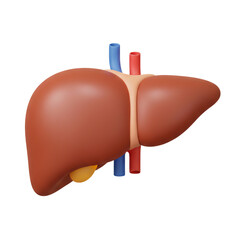 Anatomical model of a human liver