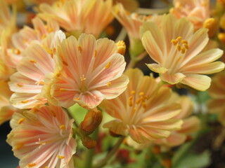 Zbliżenie na herbaciane kwiaty rośliny z gatunku lewisia © Kumulugma