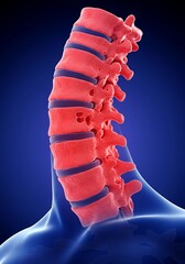 "Cervical Spine Anatomy: Detailed 3D Illustration of Neck Vertebrae"