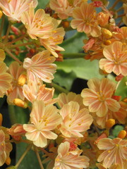 Zbliżenie na herbaciane kwiaty rośliny z gatunku lewisia © Kumulugma