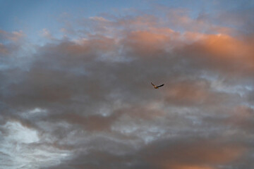 gaviota andina durante el atardecer 