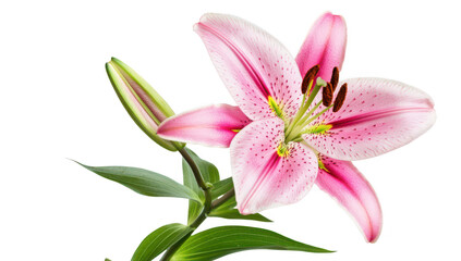 Fototapeta premium A pink lily flower in full bloom. its delicate petals and green leaves. set against a clean white background. ideal for floral-themed designs or nature-related projects