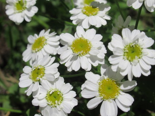 Zbliżenie na kwiaty Tanacetum parthenium