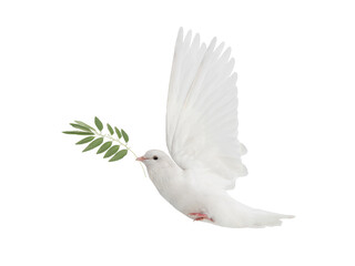 white dove in flight on a white background with an olive branch