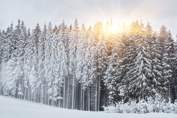 Ski slope with a chairlift through a snowy forest.
