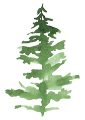 Hand drawn watercolor green spruce or pine tree, isolated illustration for winter stationery