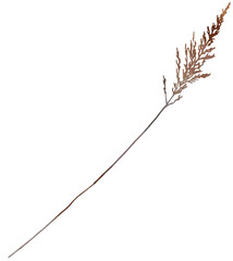 Watercolor dried gass with seeds in brown tones, botanical autumn wedding isolated illustration