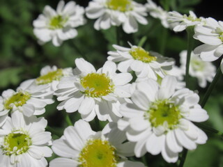 Zbliżenie na kwiaty Tanacetum parthenium