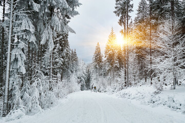 Winter wonderland scene with a frosty forest path.