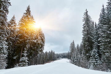 Scenic ski trail winding through a snowy forest.