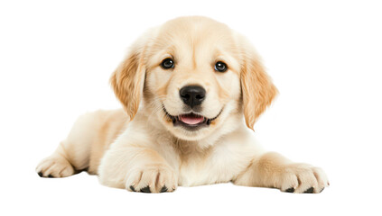 A playful golden retriever puppy lying on a white background. its fluffy fur and cheerful expression. perfect for pet-related content or advertisements