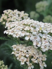 Zbliżenie na kwiaty rośliny z gatunku Achillea 