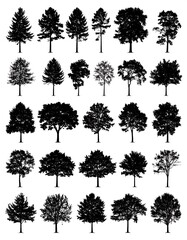 Fototapeta premium Silhouettes of various trees