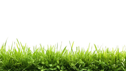 Fototapeta premium Lush green grass growing vibrantly against a clean white background. perfect for nature-themed designs or environmental projects. conveying freshness and vitality