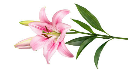 Obraz premium A beautiful pink lily with delicate petals and green leaves. elegantly positioned on a white background. perfect for floral arrangements. nature themes. or botanical illustrations