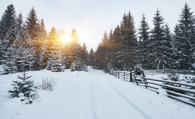 Snowy road through a majestic winter forest.
