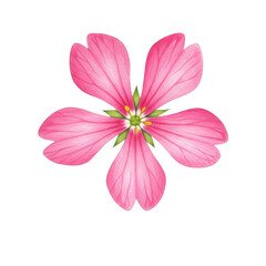 Fototapeta premium Detailed watercolor illustration of a delicate pink flower with five petals isolated on white background