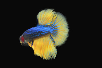 Thai fighting fish, beautiful and exciting colors