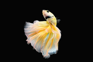 Thai fighting fish, beautiful and exciting colors