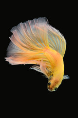 Thai fighting fish, beautiful and exciting colors