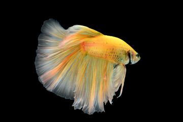 Thai fighting fish, beautiful and exciting colors