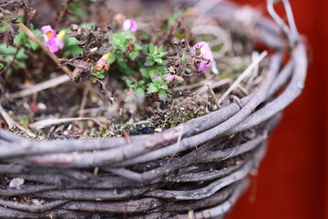 A decorative basket filled with vibrant purple flowers sits on a table, perfect for a home decor or gift idea