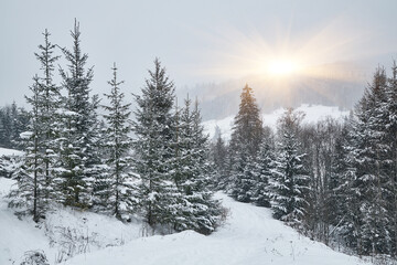 Snow covered pine tree forest on a mountain slope during a blizzard.