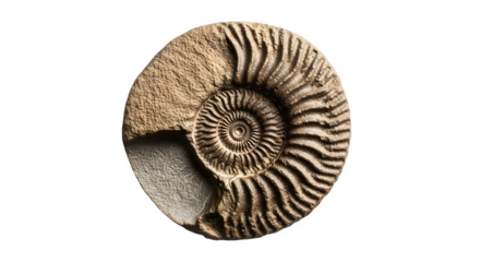 Fossilized ammonite shell isolated on transparent background, showcasing intricate spiral patterns and geological history in a captivating display