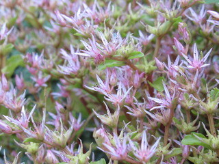 Zbliżenie na kwiaty płożącego się sedum  © Kumulugma