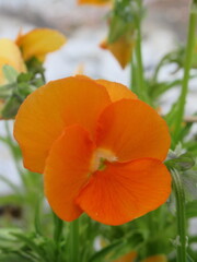 Zbliżenie na pomarańczowe kwiaty bratka © Kumulugma