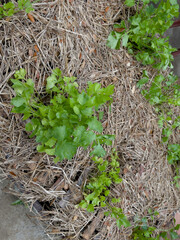 Urban gardening at home planting for sufficient economy