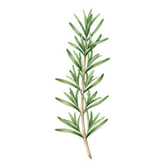 Fototapeta premium Watercolor rosemary sprig with detailed leaves and stem, culinary herb illustration isolated on white background