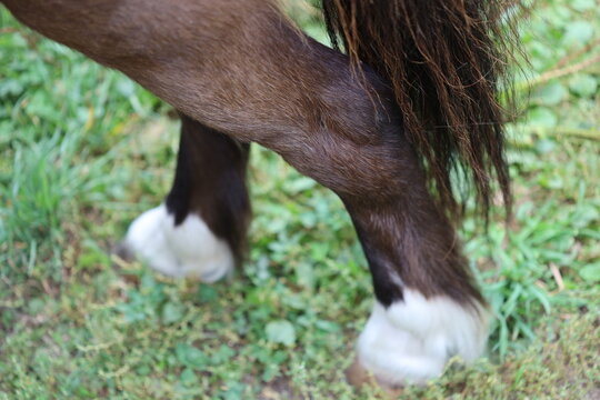 A close-up shot of a horse's legs and hooves, ideal for usage in equestrian or farm-related contexts
