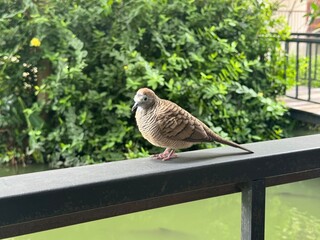 pigeon on the fence