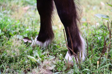 A detailed view of a horse's hooves, showing the texture and features