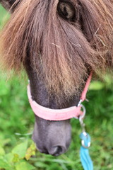 Close-up shot of a horse's head wearing a pink collar, great for equestrian-themed projects or...