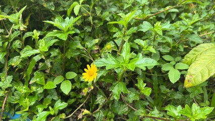 green leaves in the garden