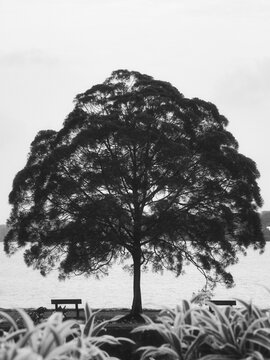 A contemplative black and white photograph taken at Upper Seletar Reservoir Park in Singapore. The image features the park&rsquo;s iconic lone Casuarina tree with a perfectly symmetrical canopy.