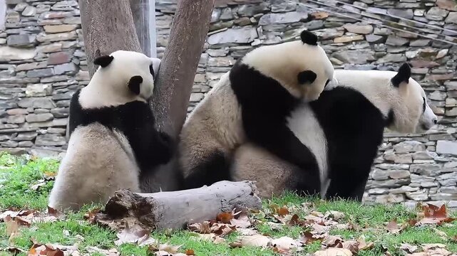 Busy Mother Panda and her Cubbies, Shenshuping, Wolong Panda Base, China