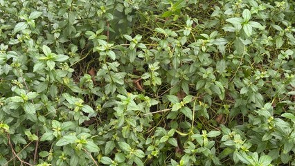 green leaves background