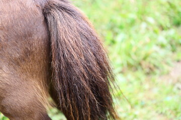 A detailed shot of a horse's tail with individual hairs visible