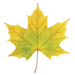 Obraz premium Autumnal maple leaf displaying yellow and green hues with visible vein detail isolated on white background