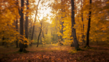 Obraz premium Golden Autumn Forest with Soft Blurry Light and Colors