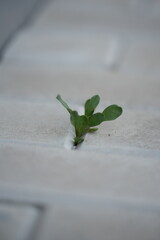white leaf on the ground