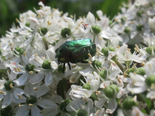 Fototapeta premium Zbliżenie na kolorowy okaz chrząszcza pseudotorynorrhina japonica