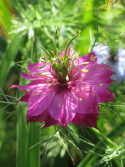 Zbliżenie na kwiat rośliny z gatunku Nigella © Kumulugma