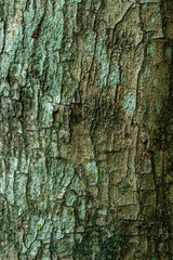 Green Tree Bark with Rough Cracks and Moss